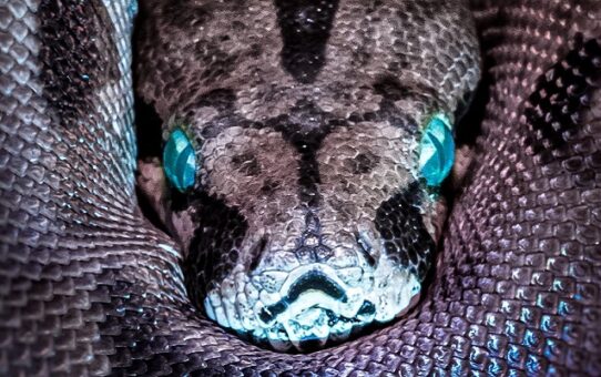 The Serpent’s Tongue – Have the timelines split for good?